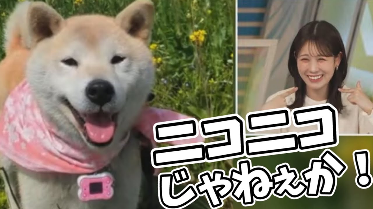 【戸北美月】ニコニコの犬さんに癒されるお天気お姉さん