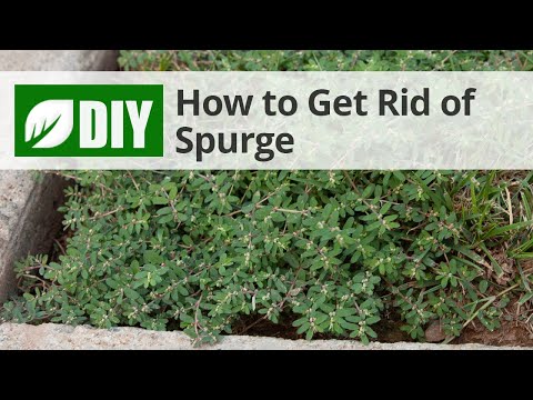  How to Get Rid of Spurge Video 