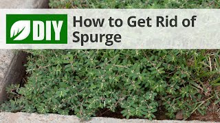 How to Get Rid of Spurge | DoMyOwn.com