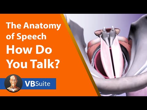 The Anatomy of Speech: How Do You Talk?