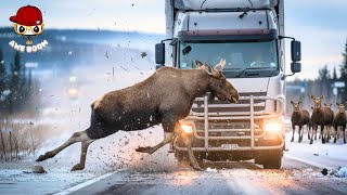 Tragic! 20 Shocking Winter Car & Wildlife Accidents Caught on Camera