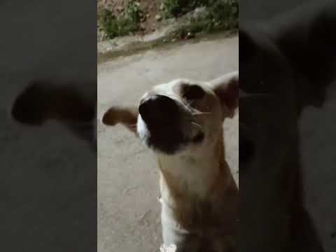 trying to catch his biscuit 🥺 #dogs #ipl #rcb #elonmusk #facts #petlover #rishikesh #adventure #dj