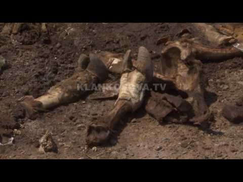 Lopët e ngordhura shqetësojnë banorët e Shirokës - 23.06.2019 - Klan Kosova