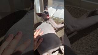 日向で気持ちよさそうな猫スルタン【スフィンクス】