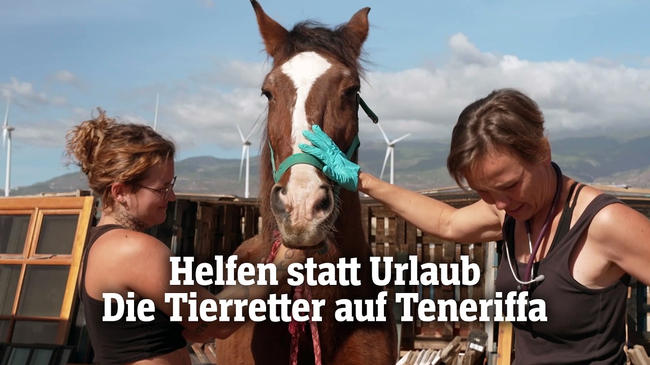 Helfen statt Urlaub: Die Tierretter auf Teneriffa | SPIEGEL TV für Arte Re: