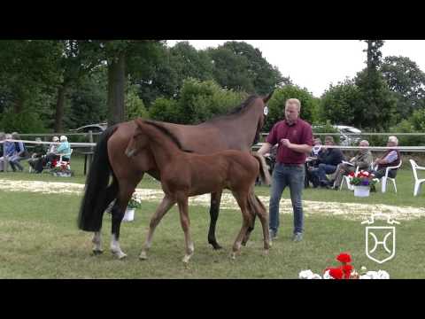 SE013 Hengstfohlen von Numero Uno - Cassini II - Parco xx