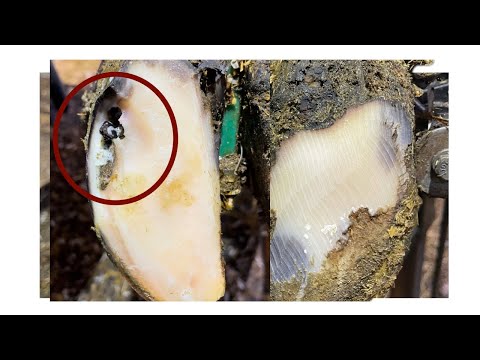 A RIVER Of ROCKS Flow From This Hoof