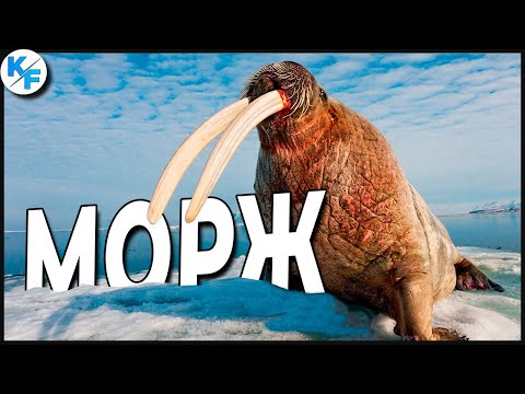 Морж - двухтонный обитатель Севера. Морж Против Белого Медведя. Удивительные факты о моржах.