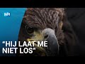 Sondevoeding voor verzwakte zeearend
