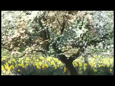 Mùa xuân thung lũng hoa vàng - Nguyễn Hoàng Hương