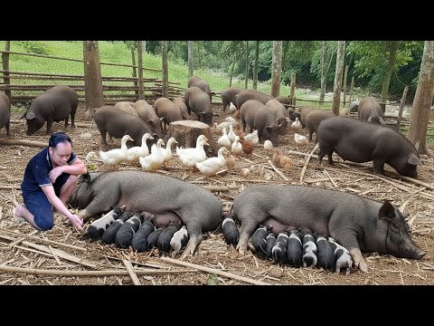 After many months of care, the CEO was able to welcome two herds of pigs.