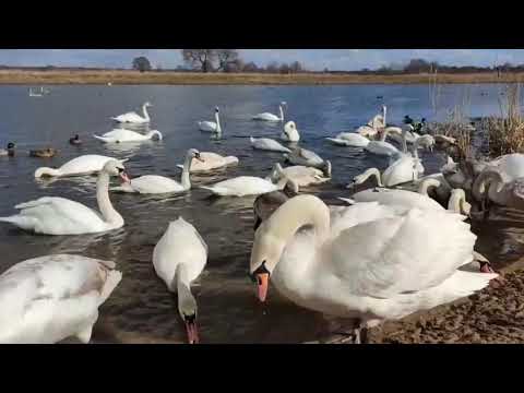 Łabędź Niemy, głos samca.