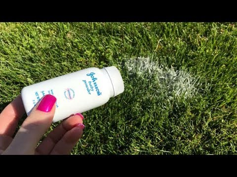 download lagu mp3 mp4 Baby Powder In Garden, download lagu Baby Powder In Garden gratis, unduh video klip Baby Powder In Garden