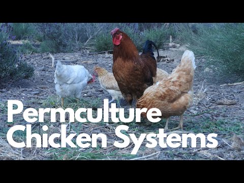 Permaculture chickens - Chicken compost system, food forest and more