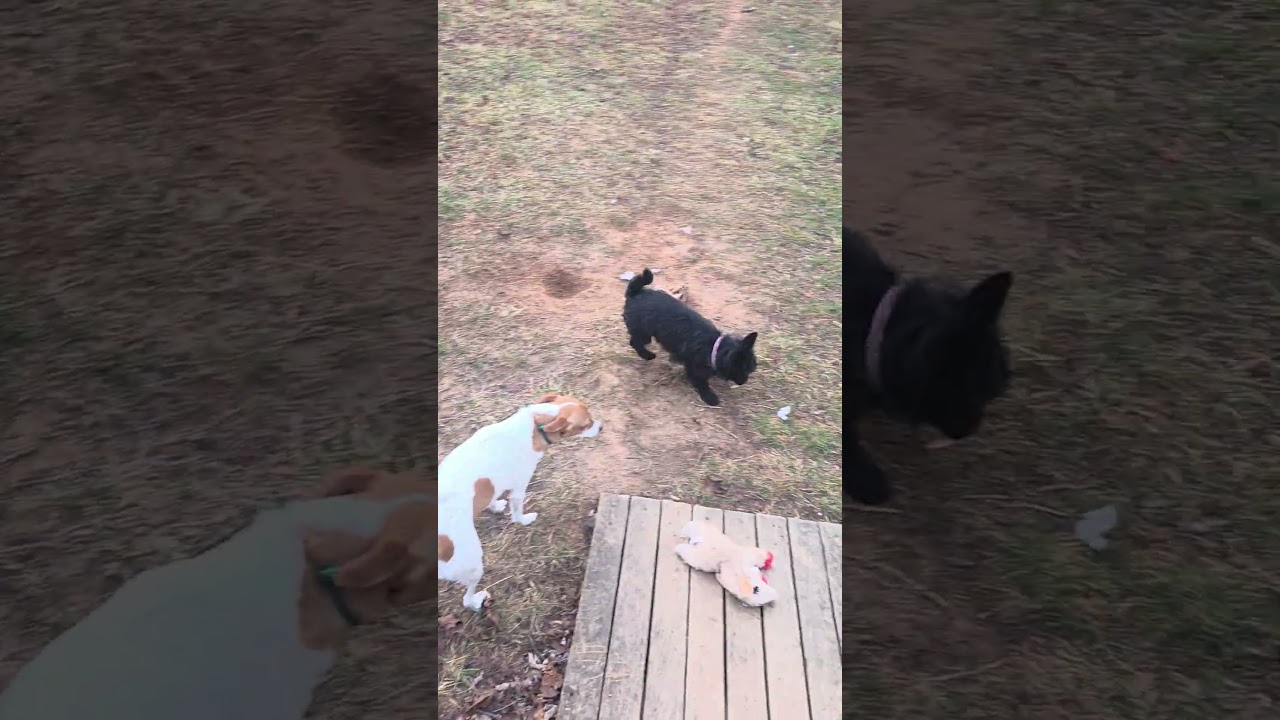 Enlarge Eileen (I have a video!), a ADOPTABLE mixed breed in Columbia, MD video 5/5