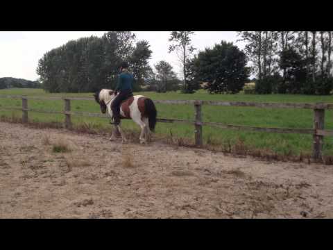 Tígull fra Langsted