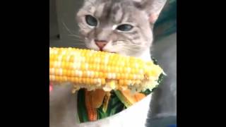 Cat eating corn on the cob