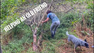 Episode 91 - The Old Apple Tree - Needs Help