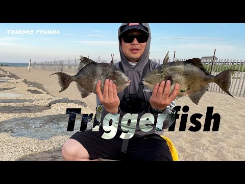 Triggerfish Fishing at the Jetty | How-to & Tips