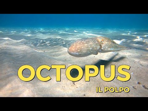 Octopus vulgaris
