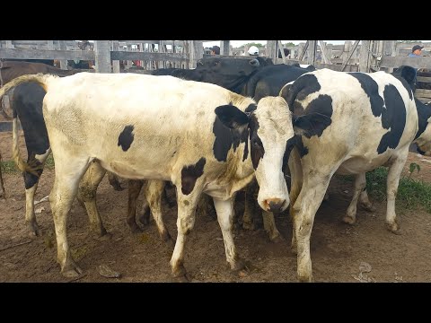 Feira de gado. Novihas pra leite em Dois Riachos Alagoas 03/06/26#nordeste