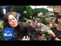 Great Dane Overpowers Tiny Thai Woman With A Friendly Hug