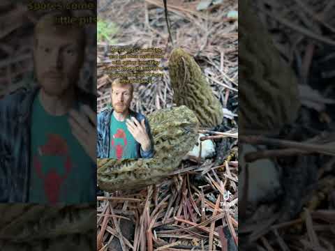 Mushrooms 101: Morel or Morchella Distribution and Ecology