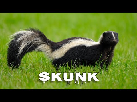 Striped skunk sounds