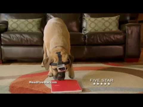 Cinco The Dog vs. Five Star® Notebooks