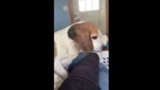 Video preview image #1 Beagle Puppy For Sale in Rootstown, OH, USA