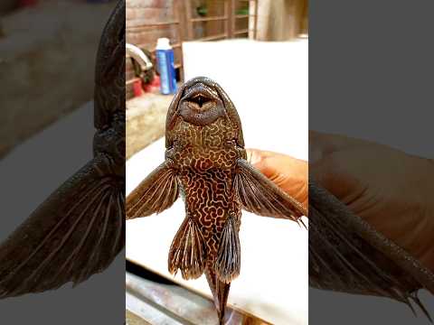 সাকার ফিস বা রোহিঙ্গা মাছ সবচাইতে সহজে যেভাবে সাইজ করা হয় হোটেল বা রেস্টুরেন্টে। #youtubeshorts