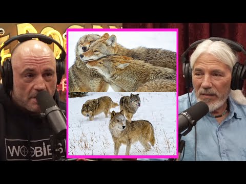Wolves vs Coyotes - Who is MORE Intelligent? | Joe Rogan & Dan Flores #jre