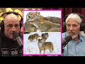 Wolves vs Coyotes - Who is MORE Intelligent? | Joe Rogan & Dan Flores #jre