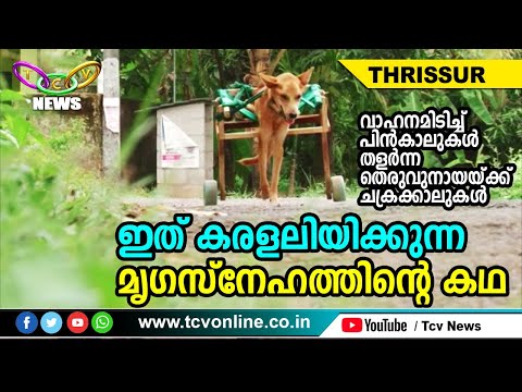 ഇത് കരളലിയിക്കുന്ന മൃഗസ്‌നേഹത്തിന്റെ കഥ: പിന്‍കാലുകള്‍ തളര്‍ന്ന തെരുവുനായയ്ക്ക് ചക്രക്കാലുകള്‍ | TCV