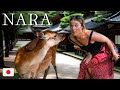 Nara Japan Is Going VIRAL Right Now Here S Why