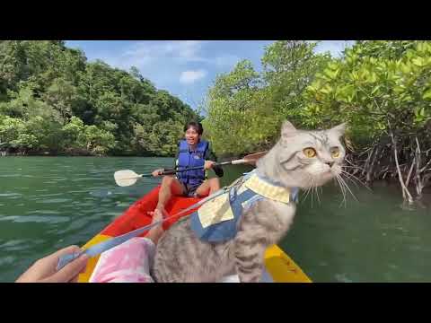 Cat Enjoys Exploring On Kayak With Its Owner #shorts #adventurecat