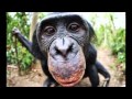 Bonobo - Black Sands [432 Hertz] 