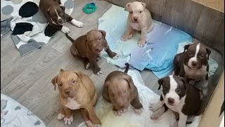 Pitbull Puppies - From Birth To 5 Weeks