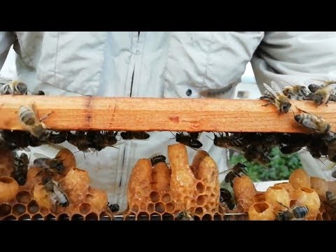 Где ставить ловушки для пчел (часть 4)