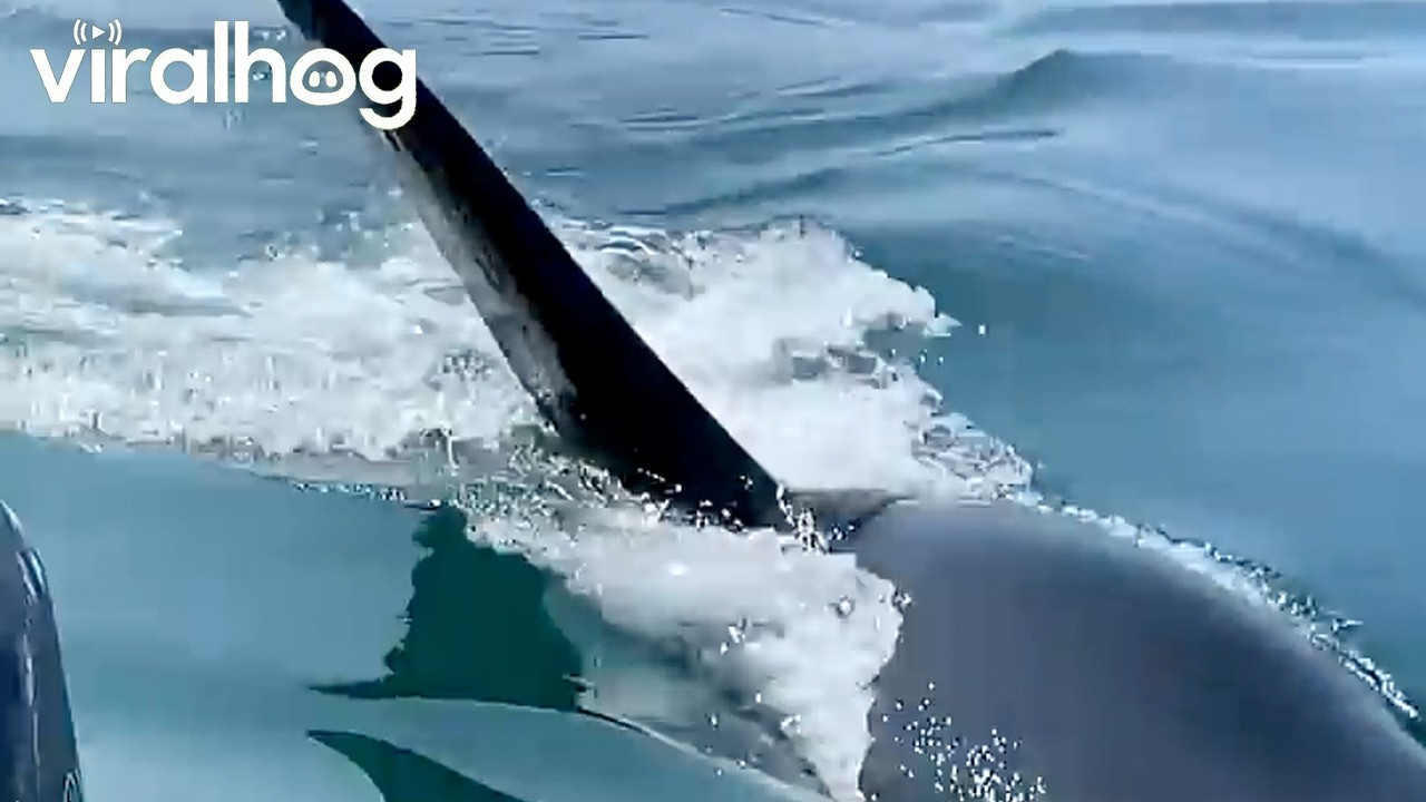 Orca Approaches Fishing Boat || ViralHog
