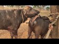My 1St Buffalo Mating Jota Try