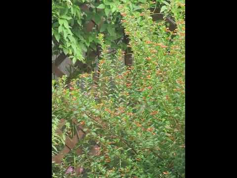 Fall #hummingbird #migration 2022 in Texas!