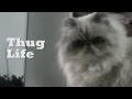 Gato Malo Thug Life
