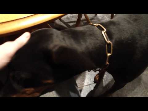 Conrad - Dogness Relaxes