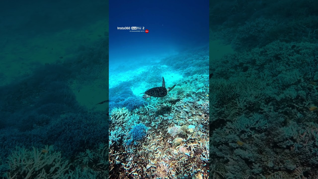 Insta360 Ace Pro 2 - ウミガメ Video facade placeholder