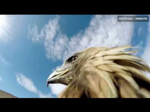 Incrível vídeo mostra águia real caçando raposa em deserto