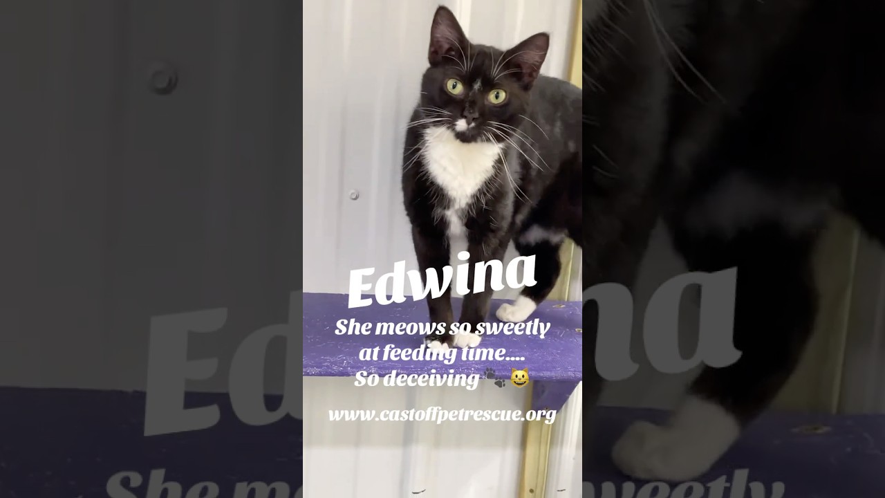 Enlarge Edwina, a Adoptable Domestic Short Hair in Blairsville, GA video 4/4