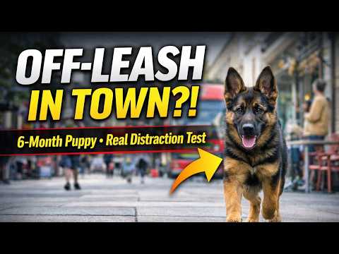 Cross Canine Training video.