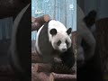 Moscow Zoo opens outdoor enclosure for giant panda cub - Video