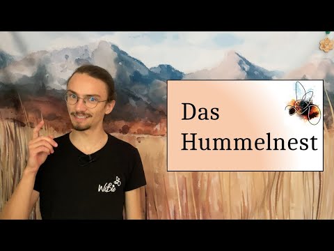 Das Hummelnest - WiBie erklärt: Die Hummeln TEIL 1
